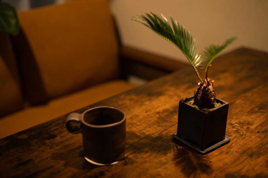 テーブルの上の器と小さな植物